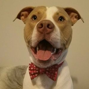 Meet your Posher, Tara